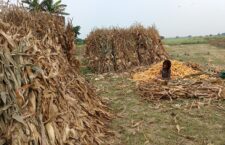 It is difficult to wear slippers while working in the field